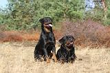 ROTTWEILER 019